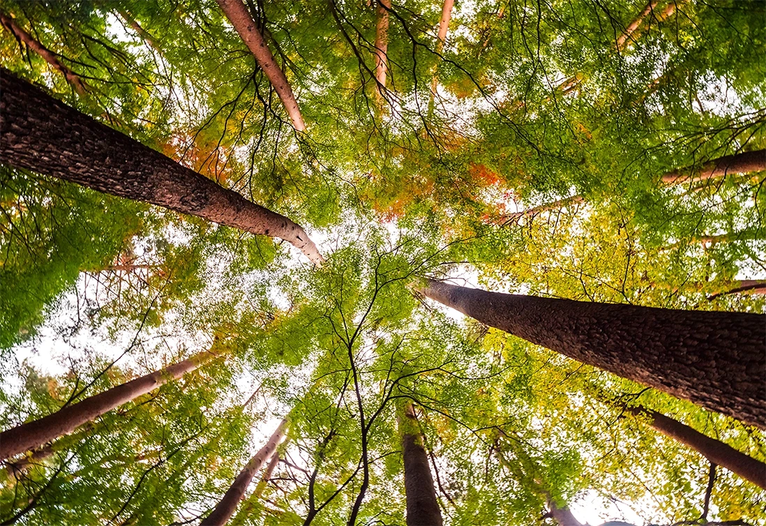 Commitment to the Environment